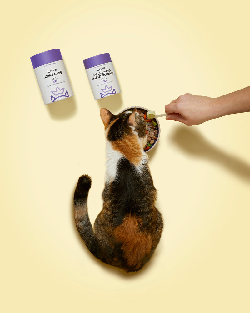 Cat-Overhead_800x1400