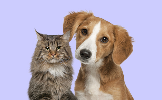 Why Joint Health Matters for Pets 🐾