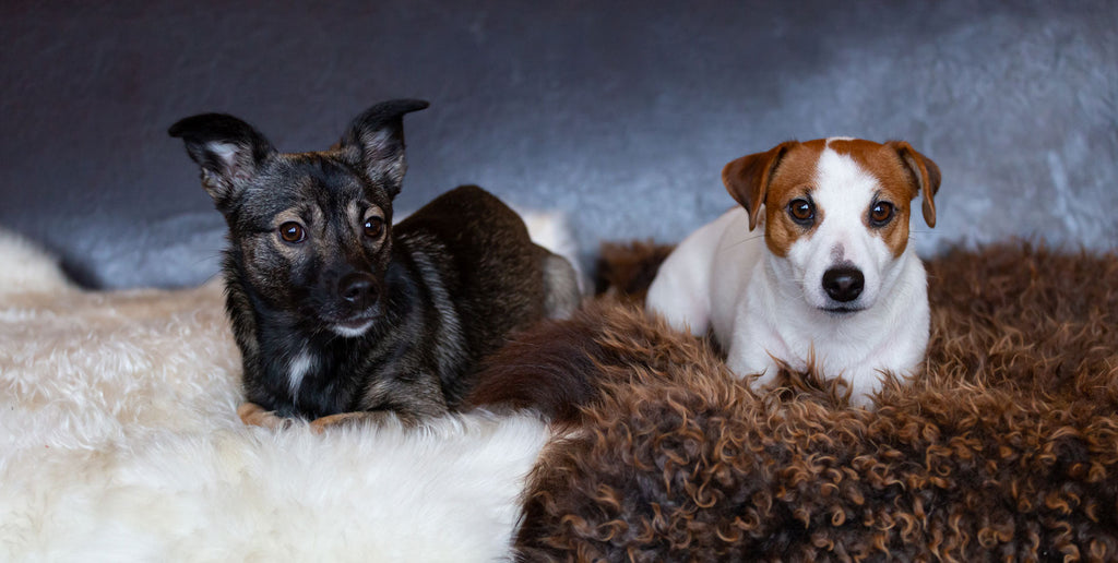 Real Results for Happy Pets 🐶🐱