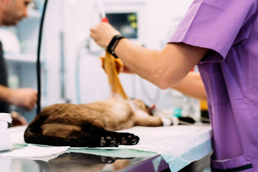 3 Signs Your Pet Needs Joint Care 🚨