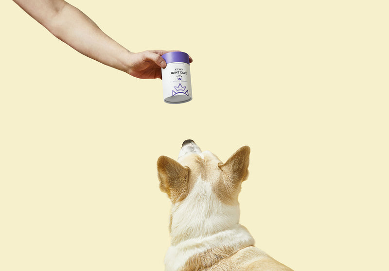 Dog-Product_d6f9ac85-e9d6-4a33-8548-d32d6518cdd7_800x1200